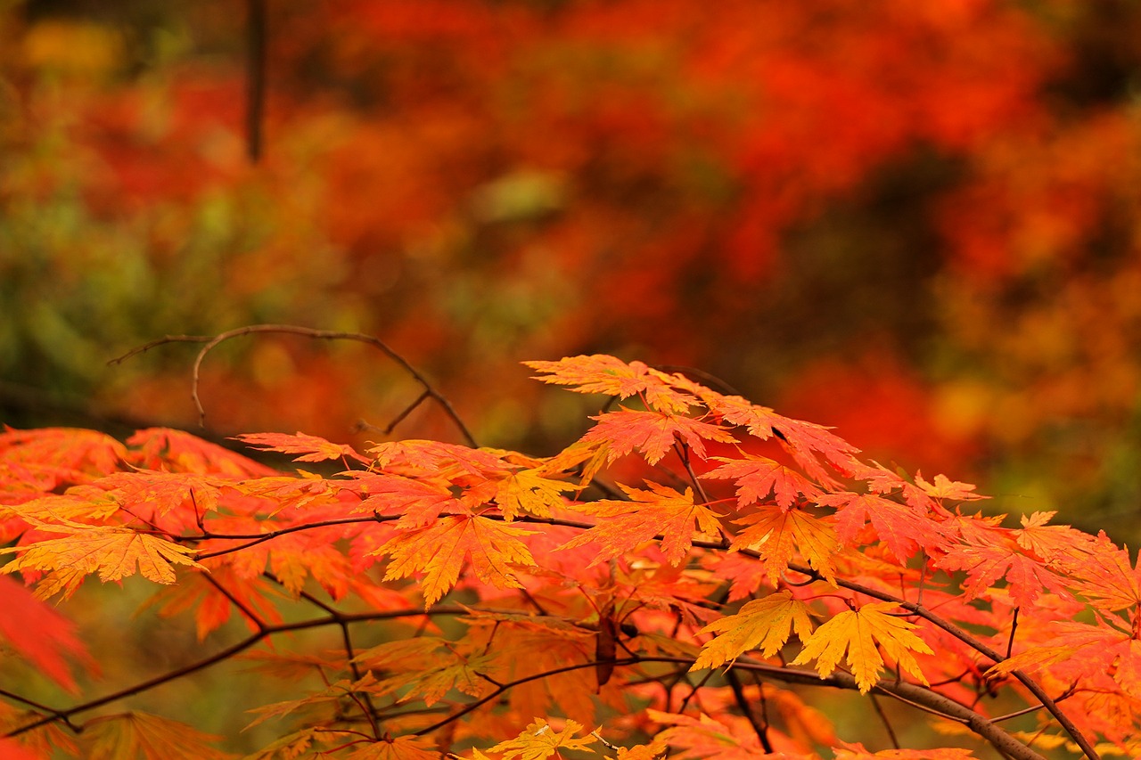 red maple leaf autumn autumn leaves free photo