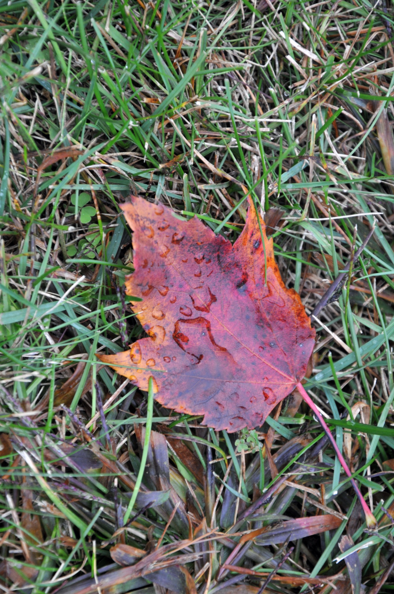 maple maple leaf leaves free photo