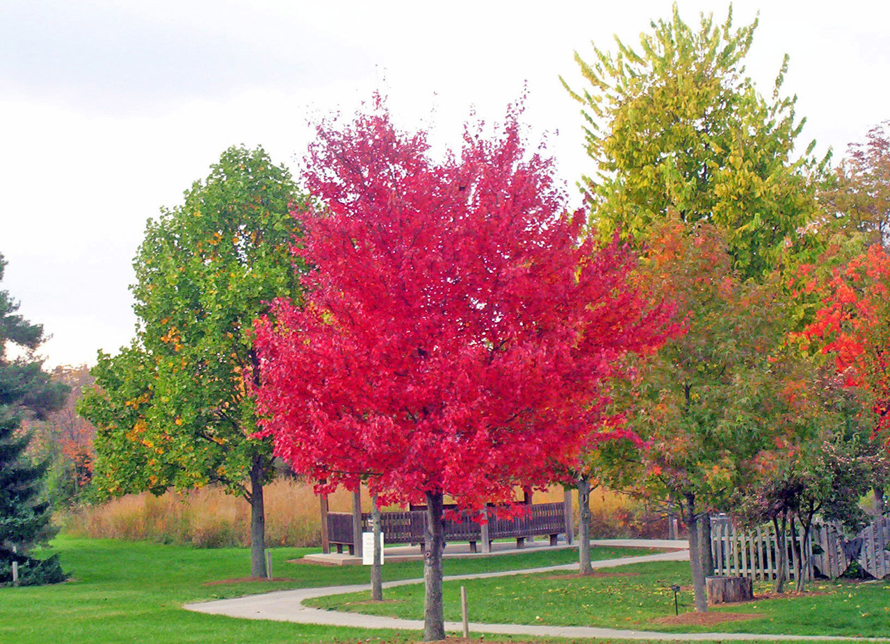 red maple tree free photo