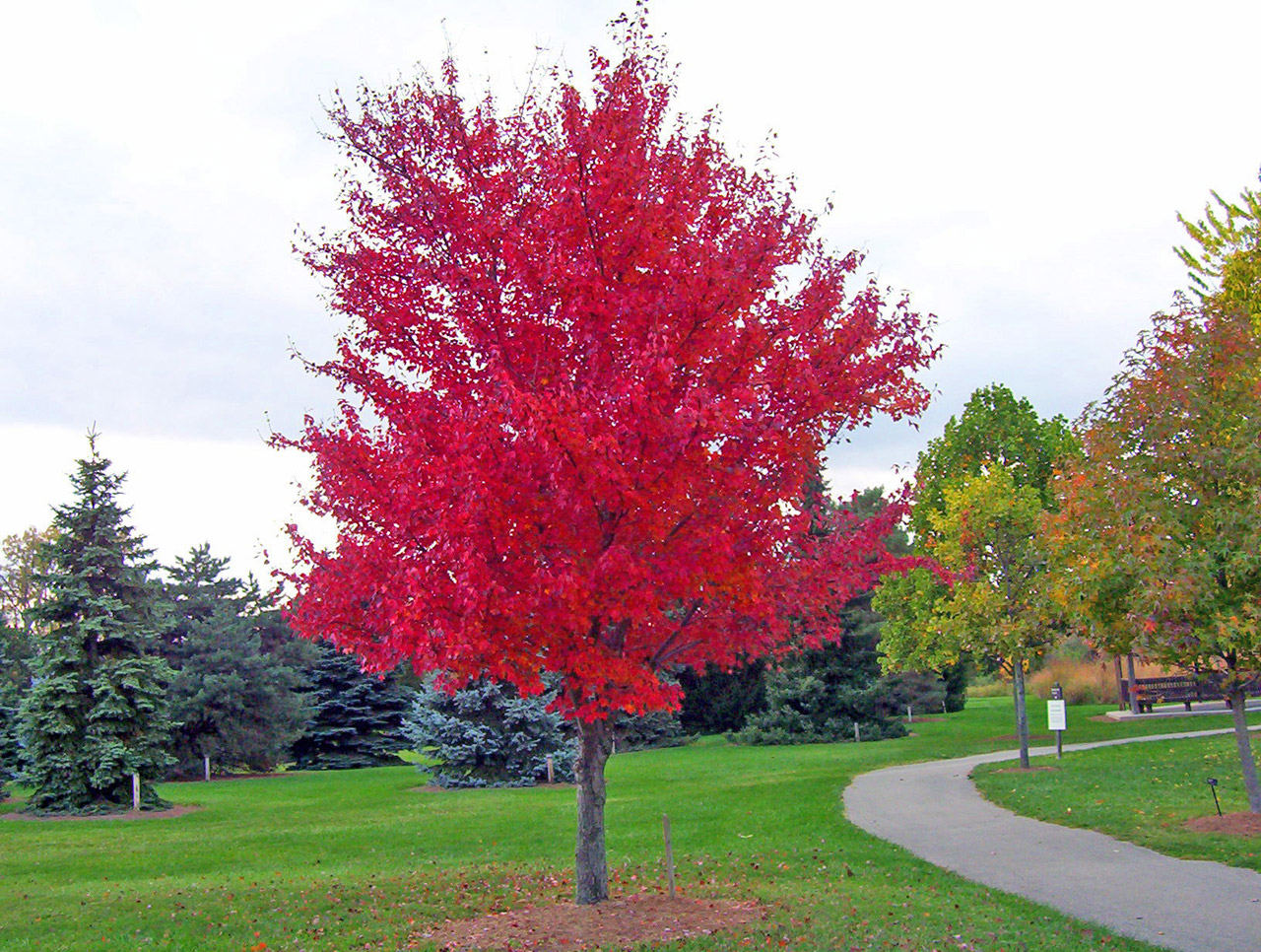 red maple tree free photo