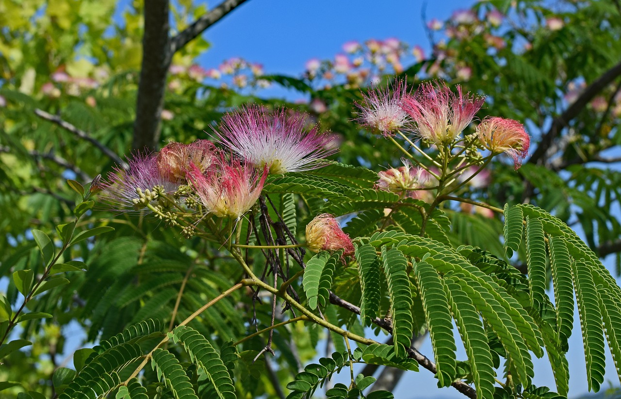red mimosa flower blossom free photo