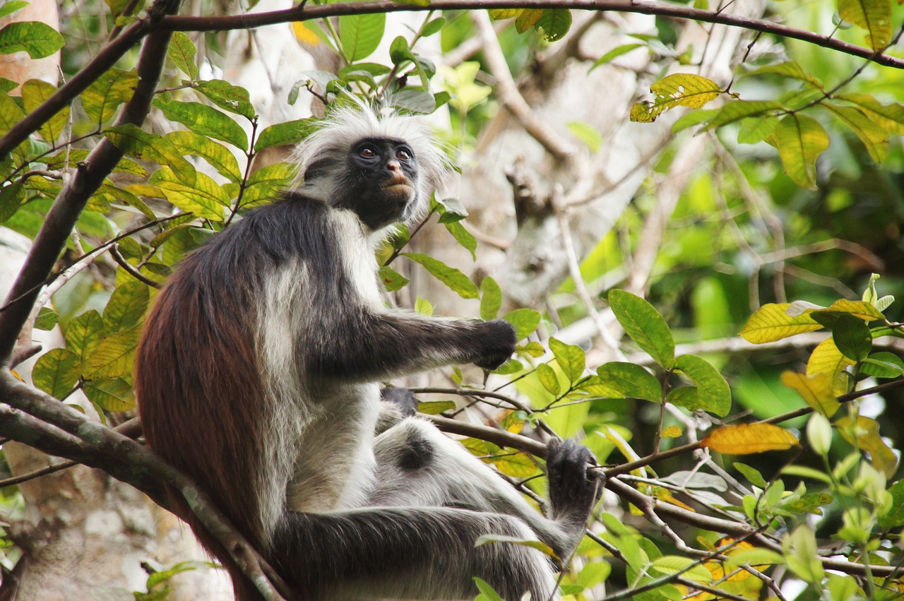 red monkey  zanzibar  animal free photo