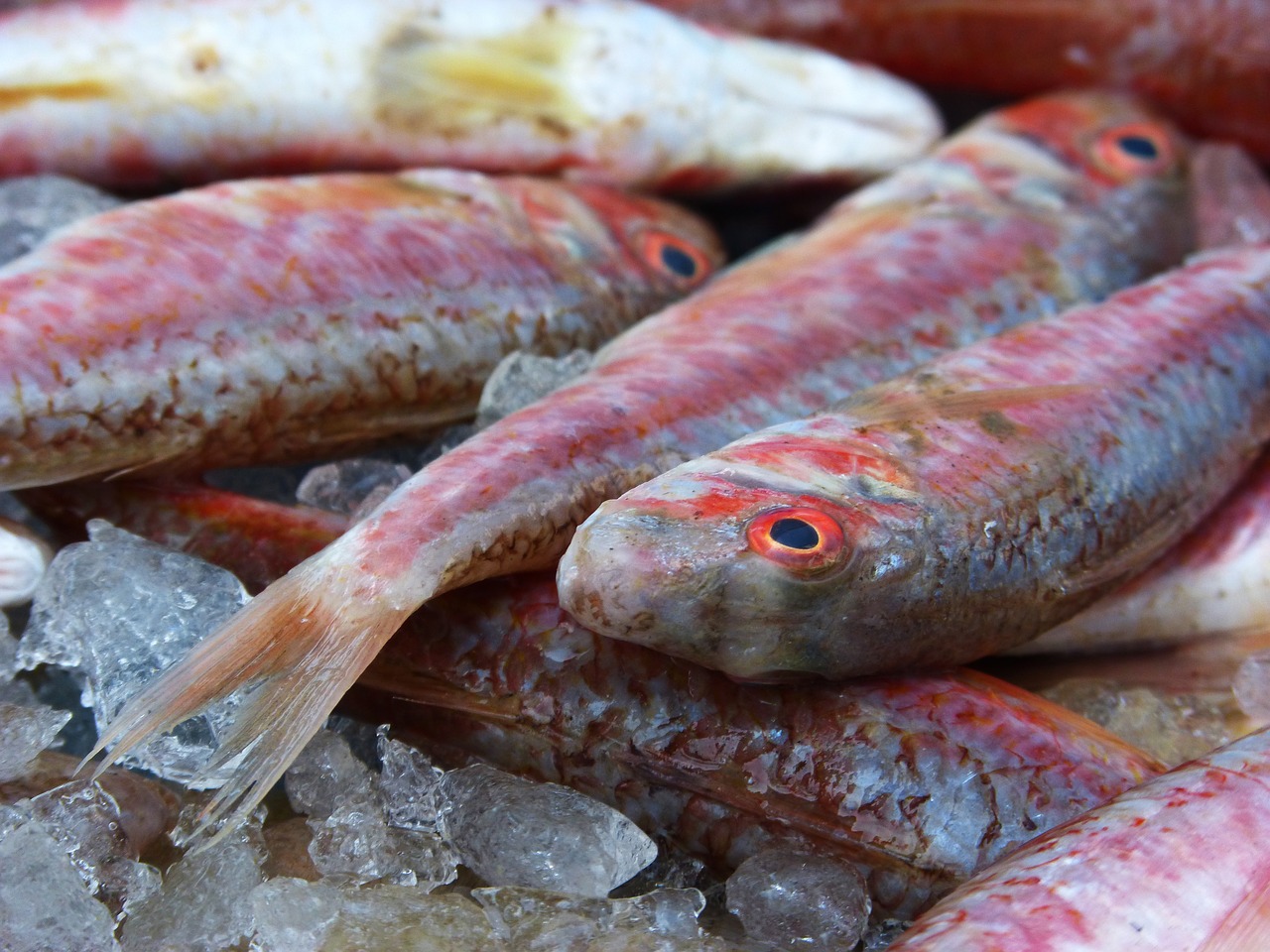 red mullet white fish fish free photo