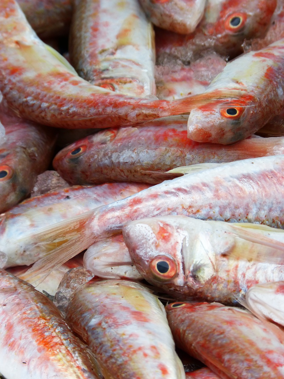 red mullet fresh fish mediterranean diet free photo