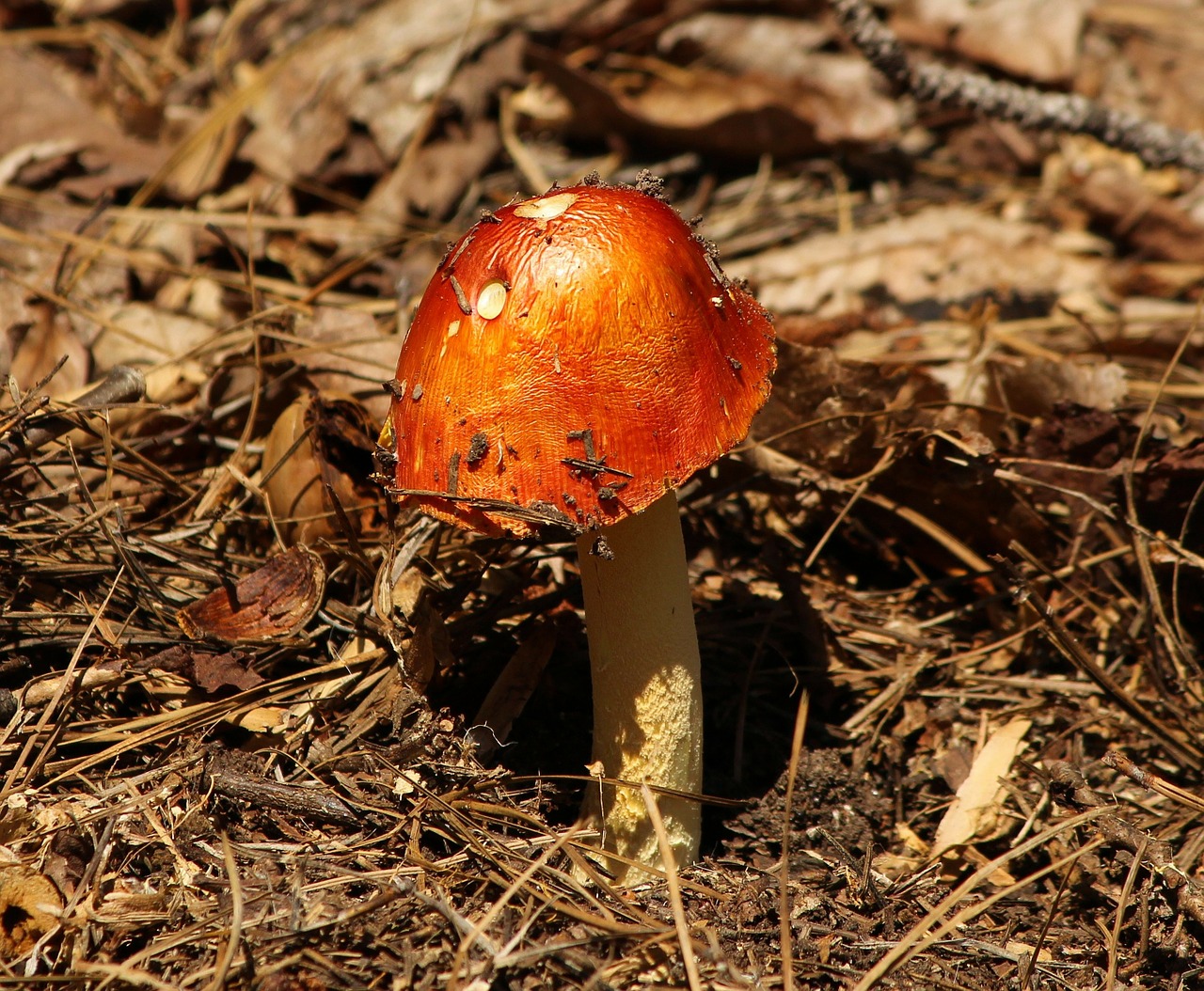 red mushroom emetic russula toxic free photo