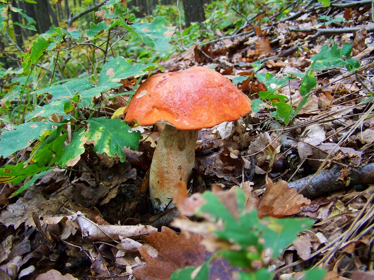 red mushroom forest mushroom nature free photo