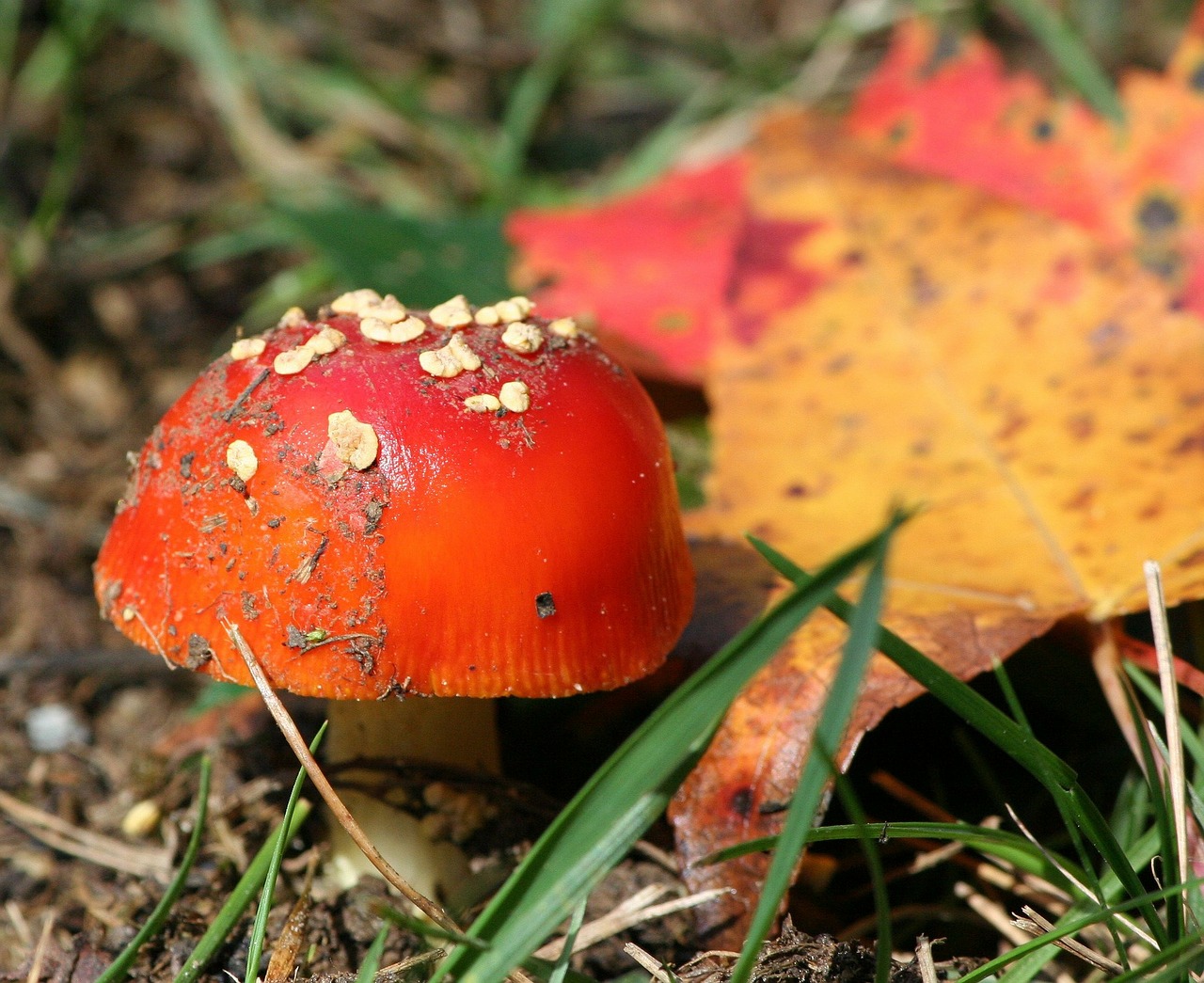 red mushroom fungi fungus free photo