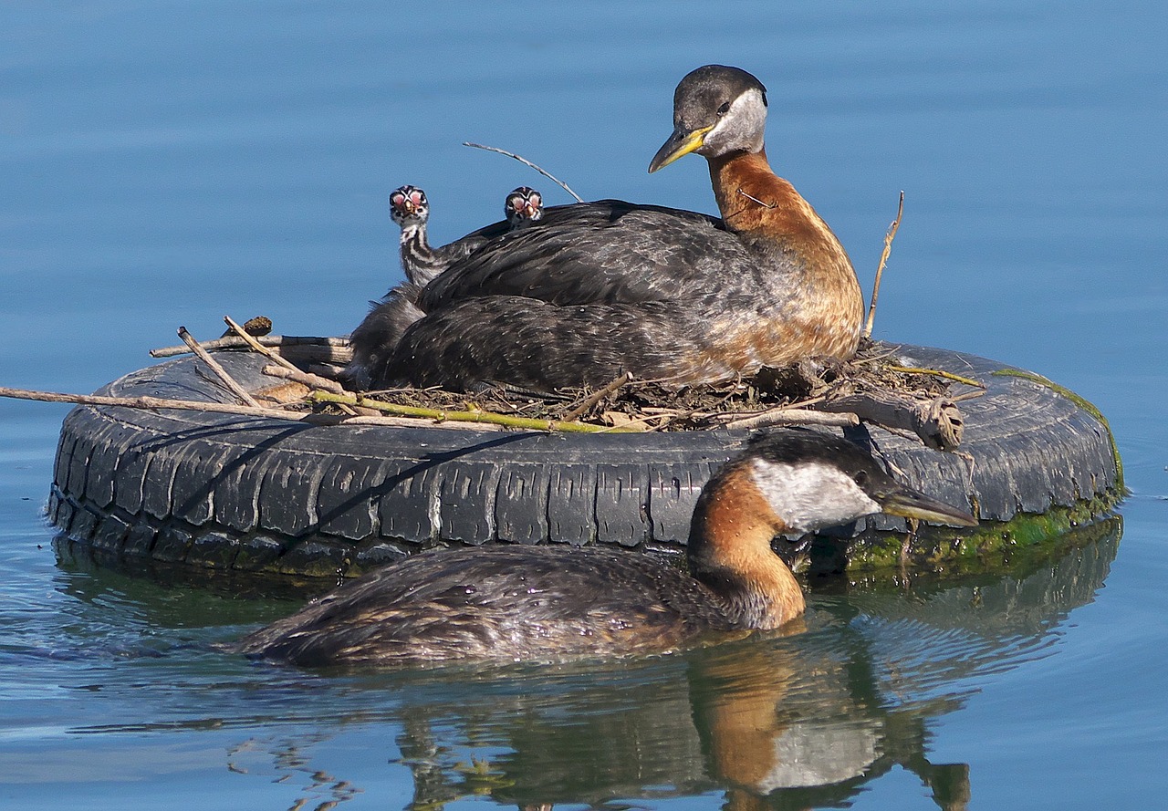red-necked grebes birds family free photo