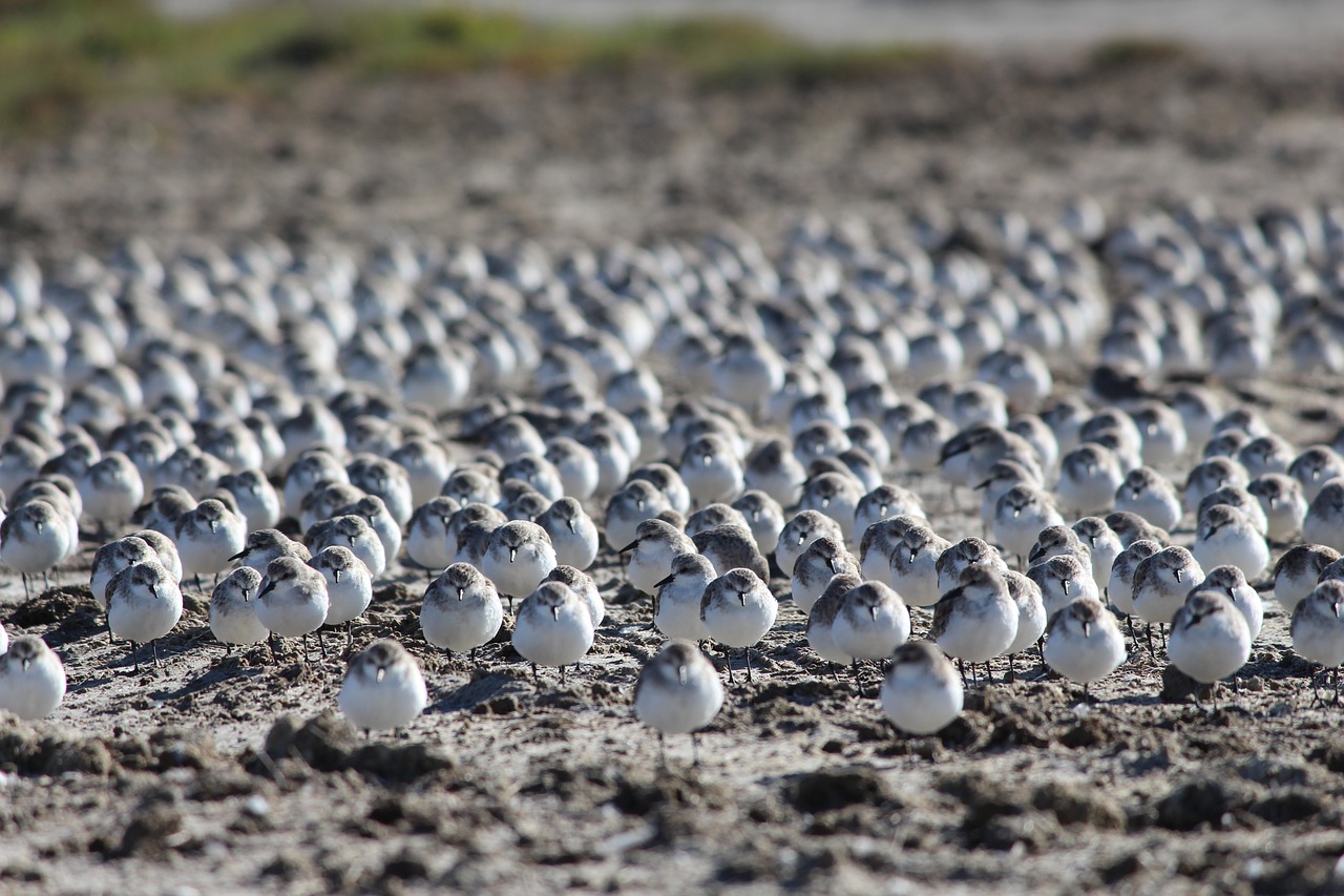 red-necked stints shorebirds wetlands free photo