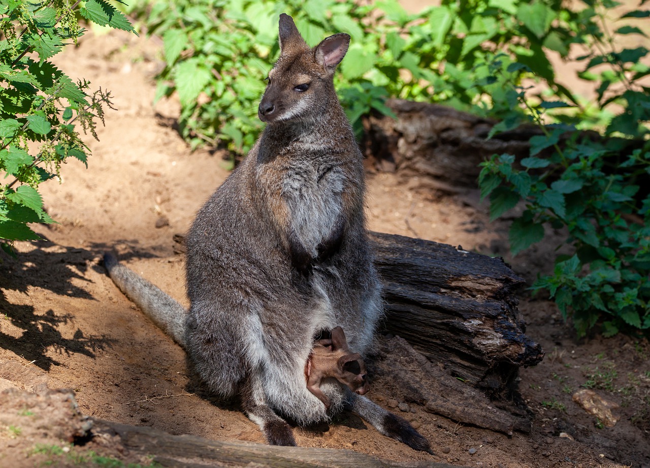 red necked wallaby  wallaby  wallaby and child free photo