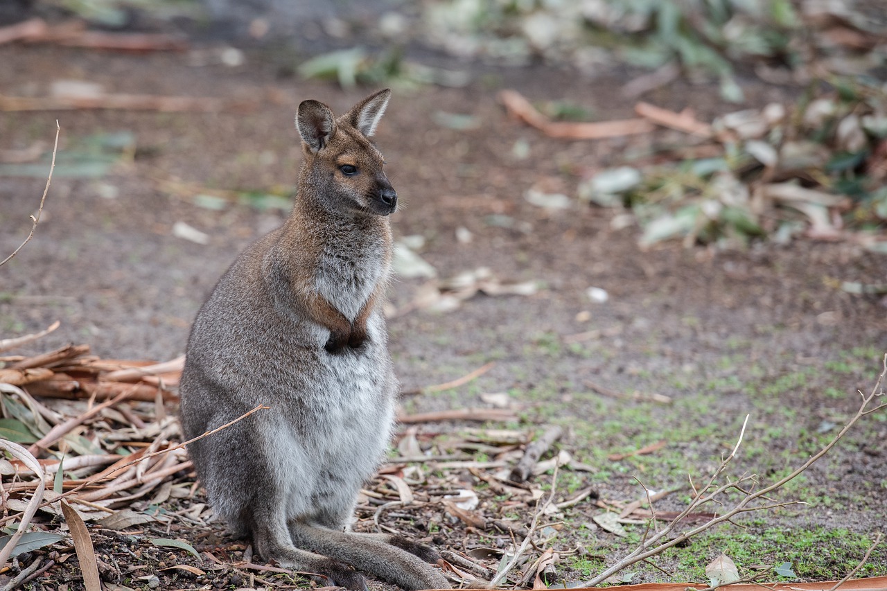 red necked wallaby  wallaby  marsupial free photo