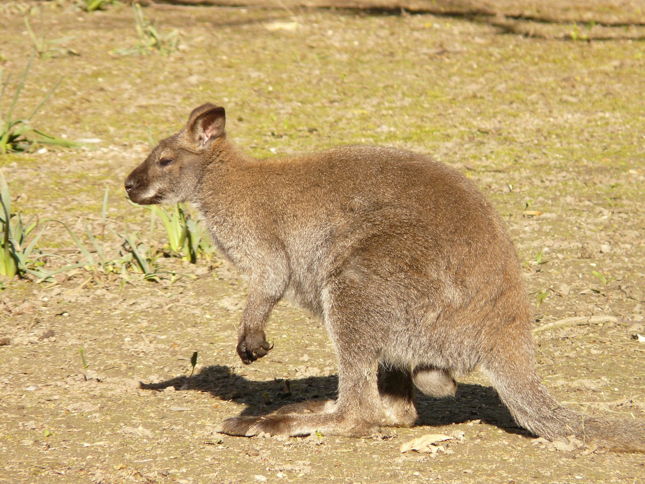 red necked wallaby kangaroo macropus rufogriseus free photo