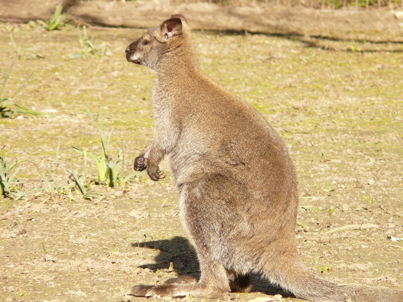 red necked wallaby kangaroo macropus rufogriseus free photo