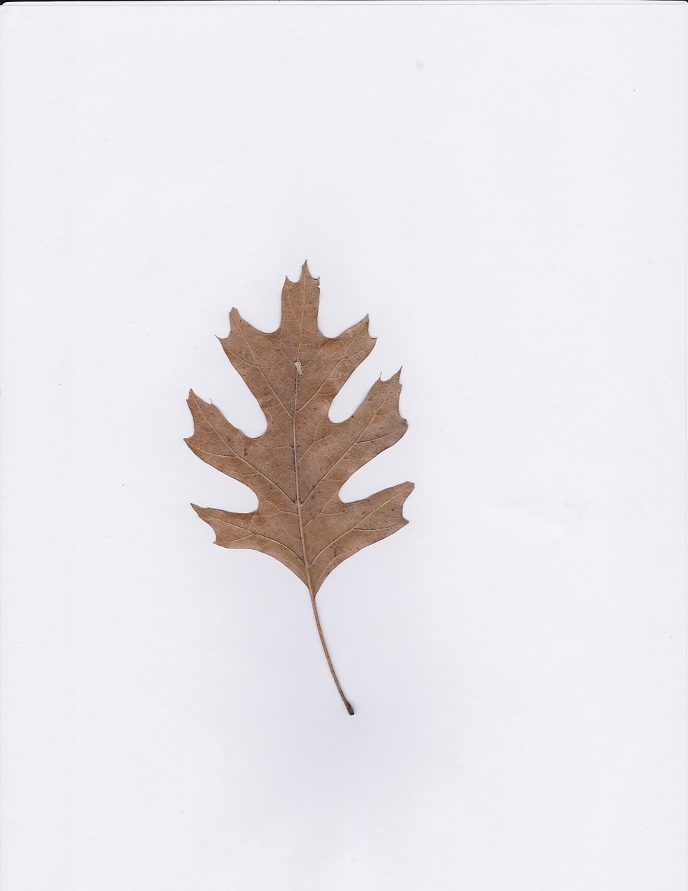 red oak leaf oak free photo