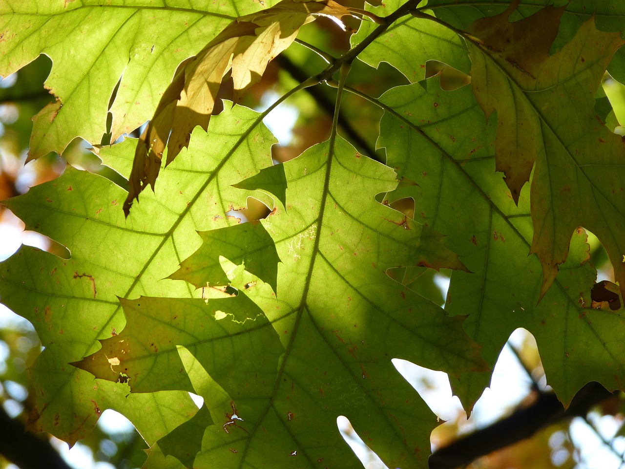 red oak leaves green free photo