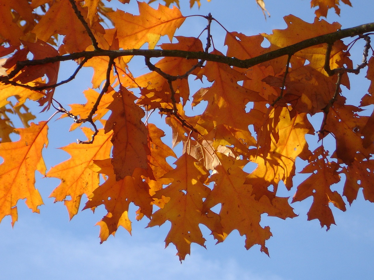 red oak autumn leaves free photo