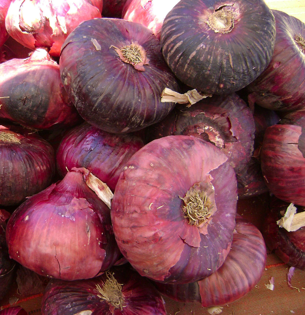 red onions red onions 4 free photo