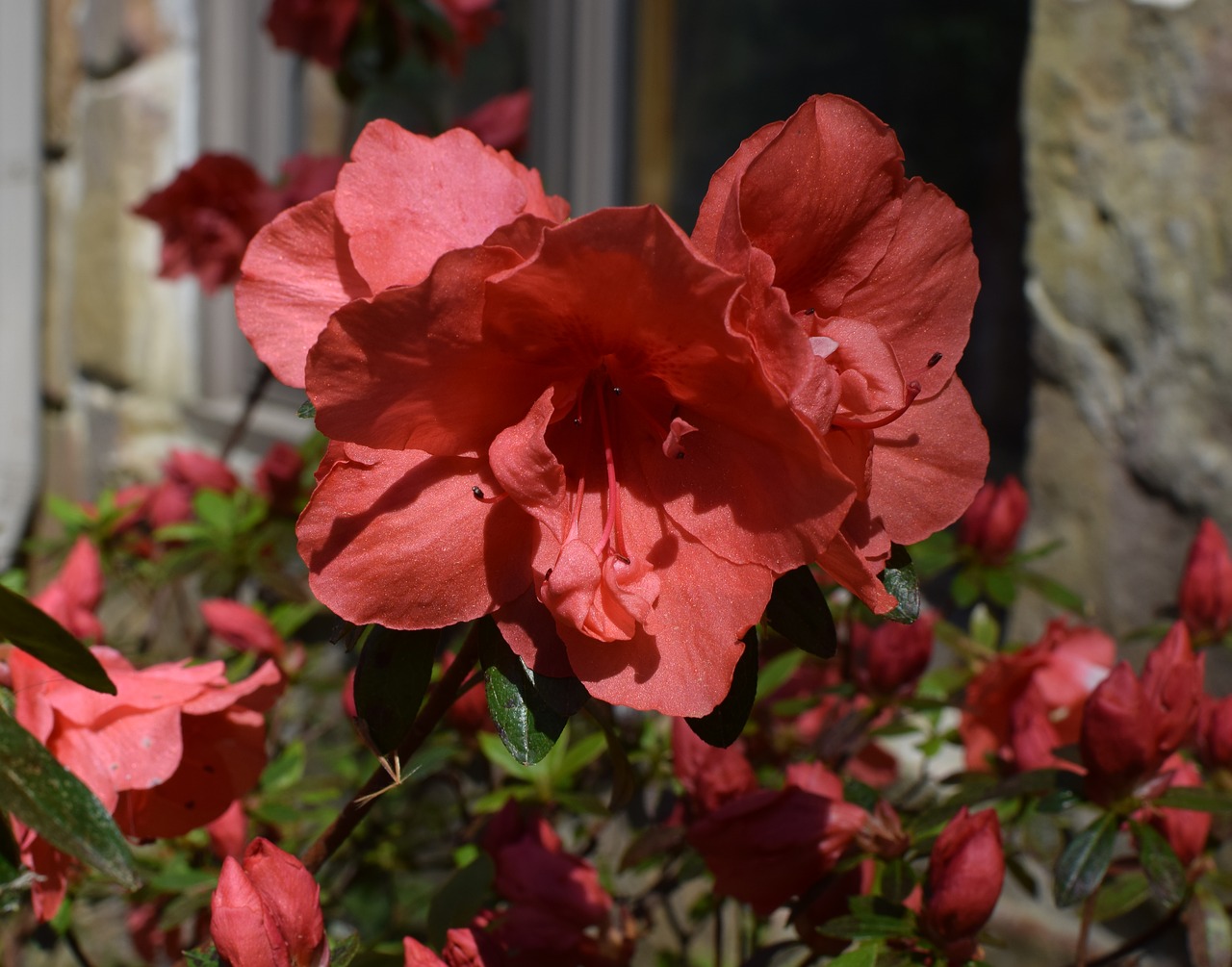 red-orange azalea  azalea  flower free photo