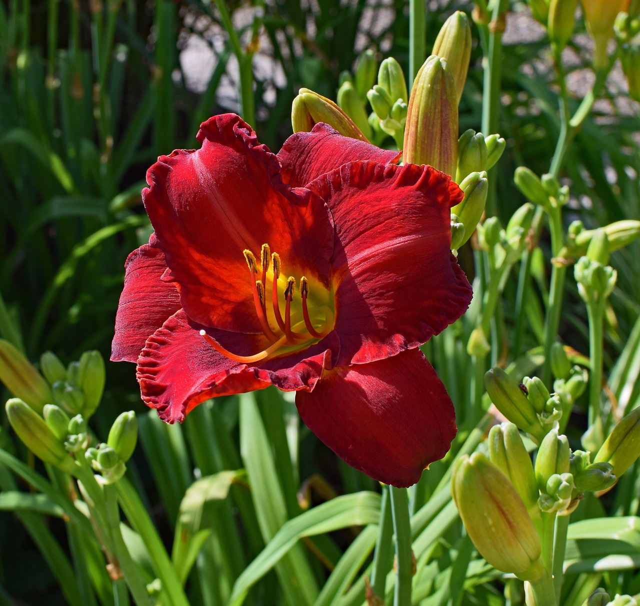 red-orange daylily lily close-up free photo