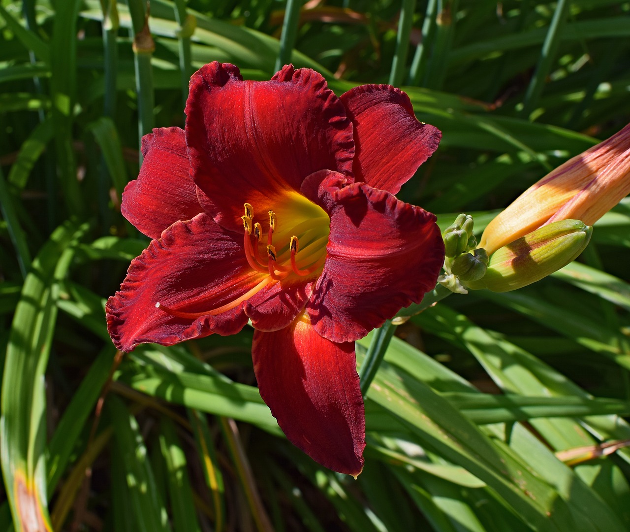 red-orange daylily lily close-up free photo