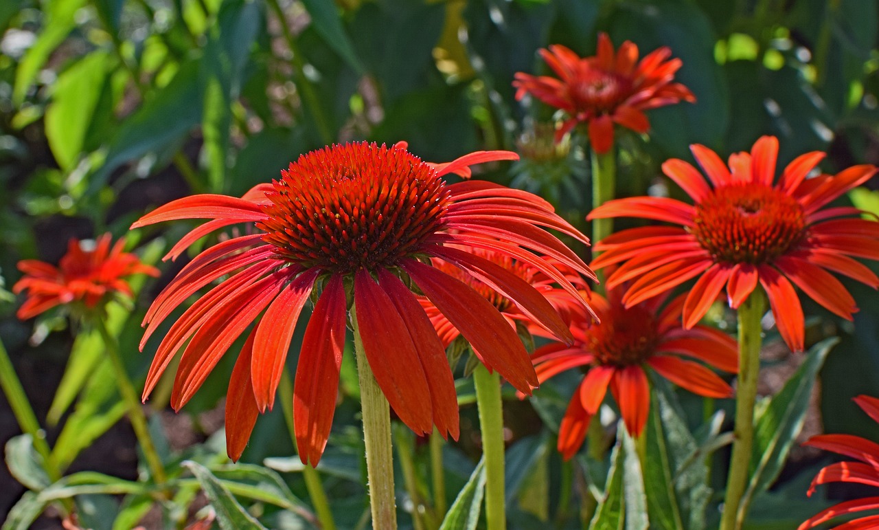 red-orange echinacea echinacea cone flower free photo