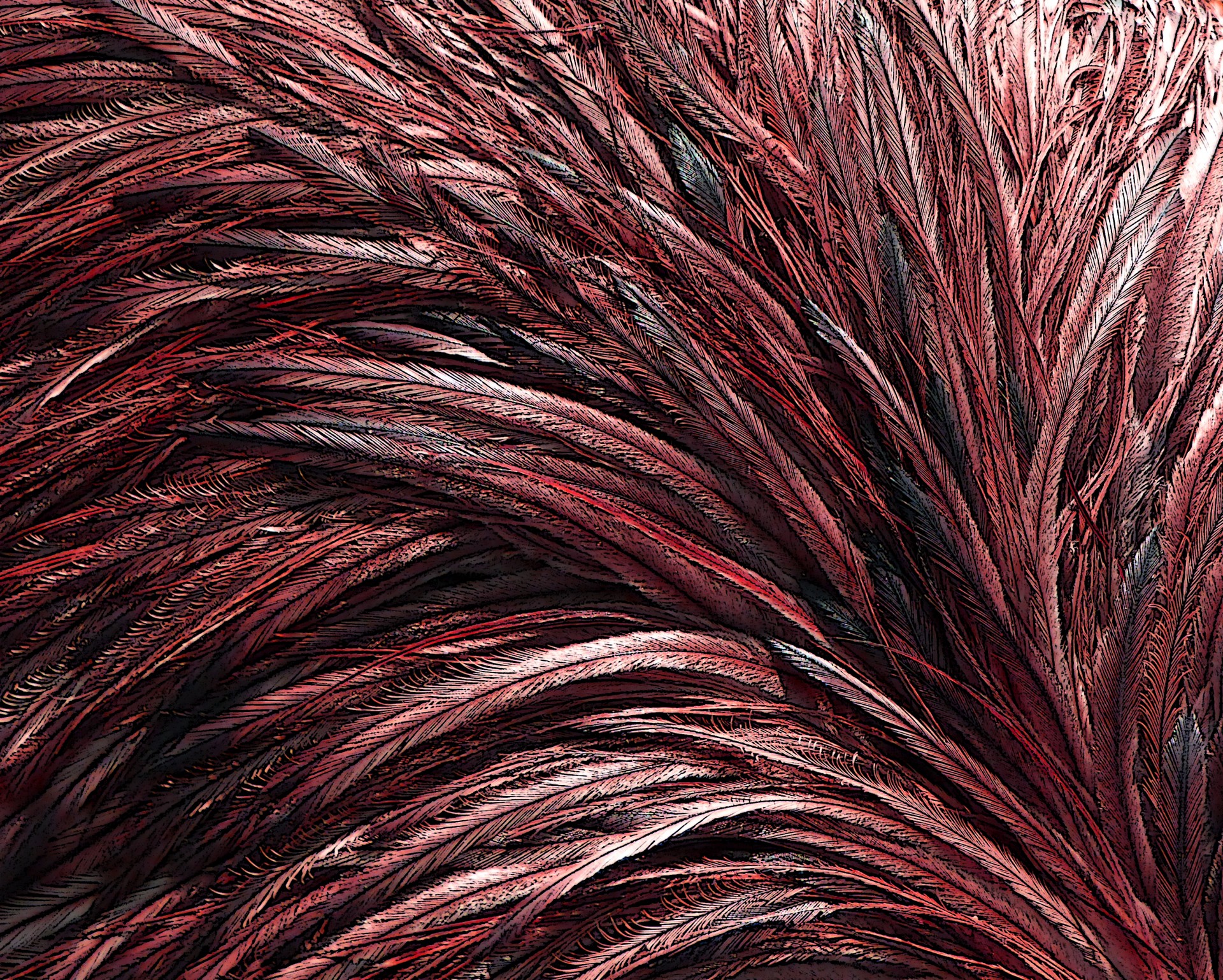 bird feathers ostrich free photo