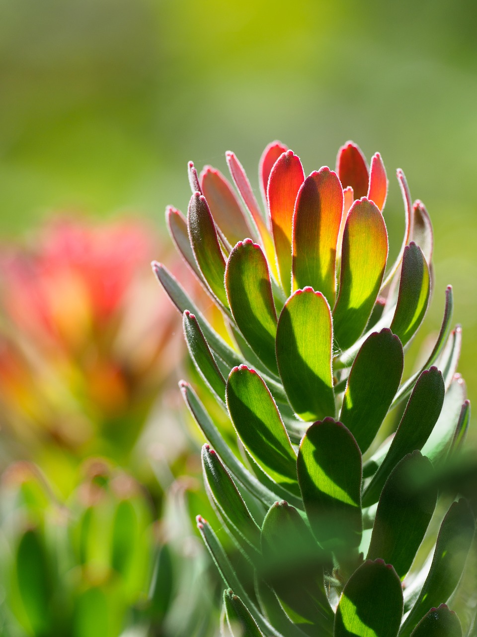 red pagoda protea  flowers  nature free photo