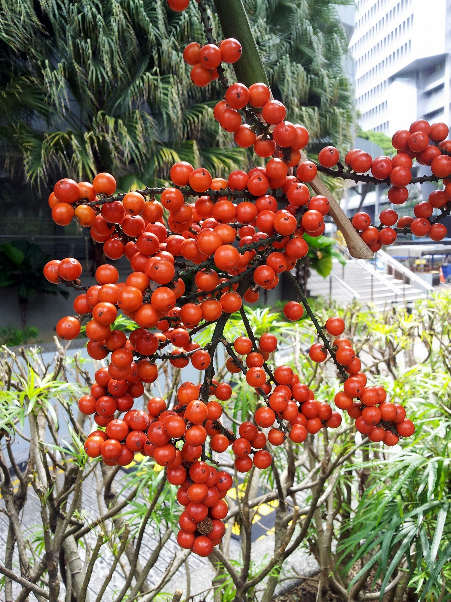 red palm dates fruits beads red palm dates fruits free photo
