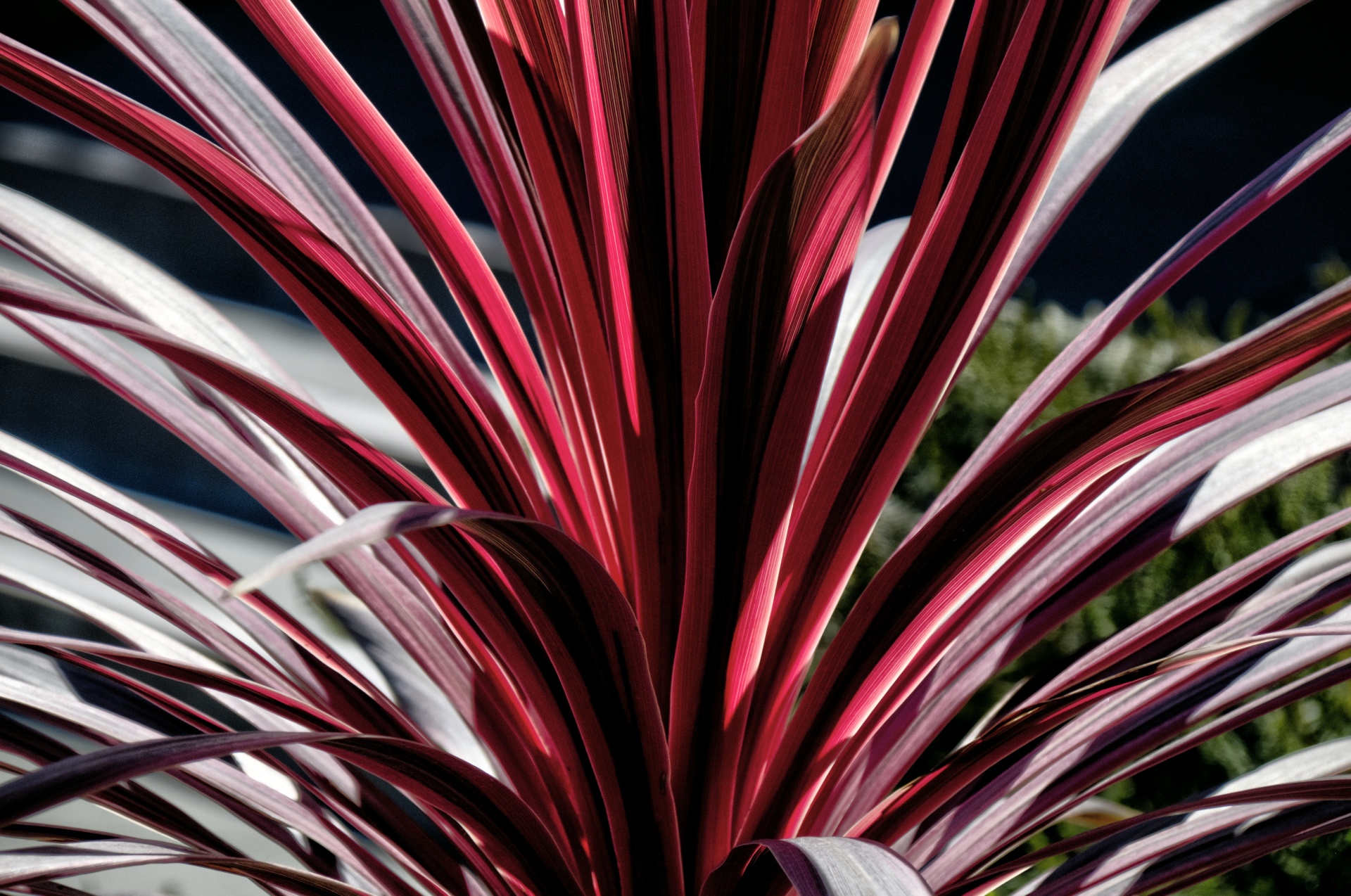 palm palm plant red free photo