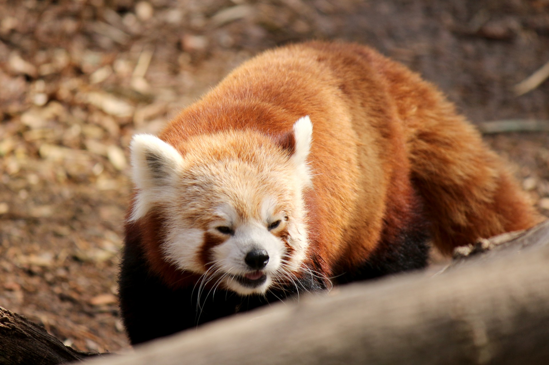 panda red panda cat-bear free photo