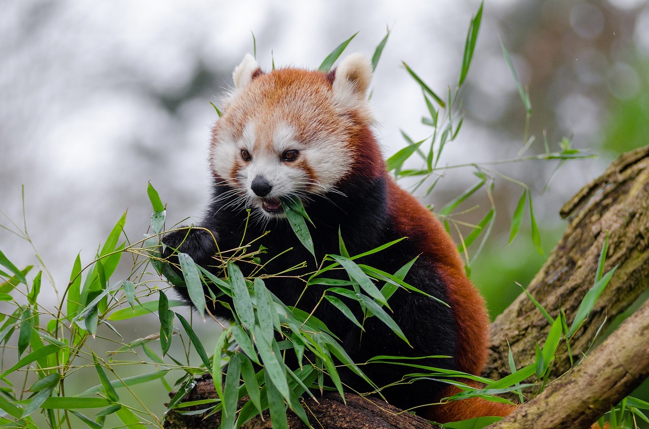 red panda little panda cute free photo