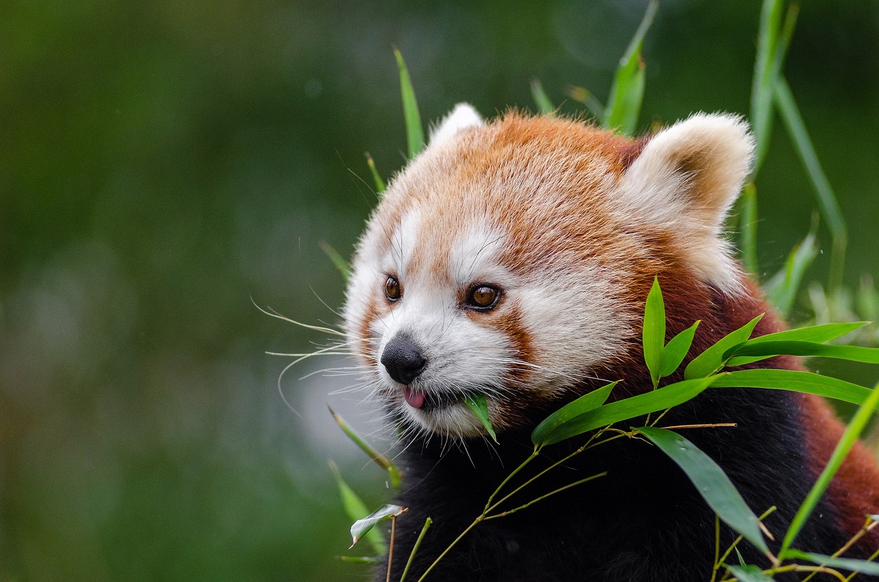 red panda little panda cute free photo