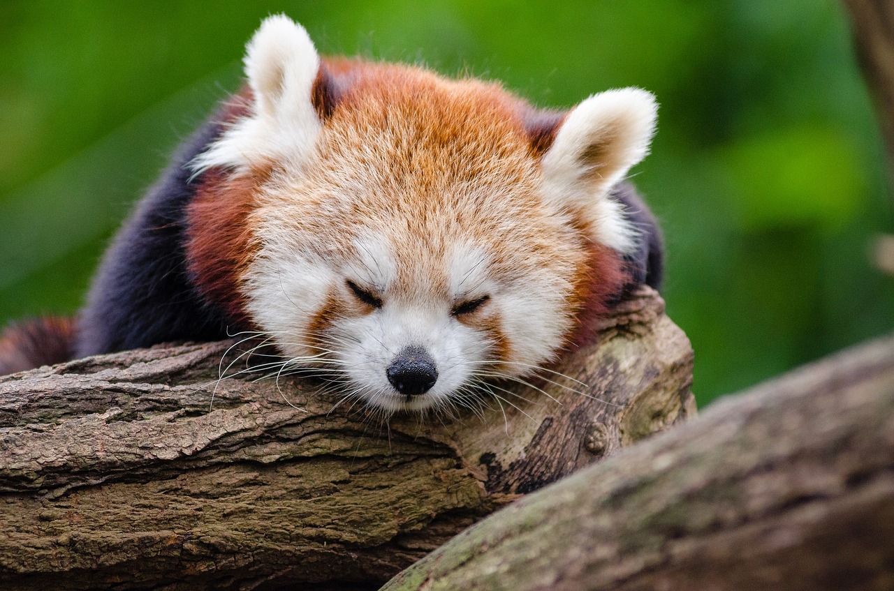 red panda sleeps rest free photo