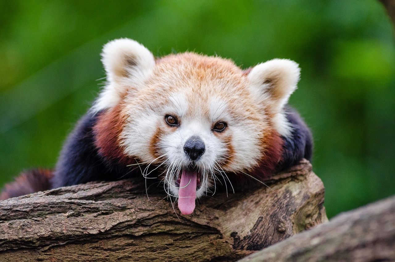 red panda yawns english-speaking free photo