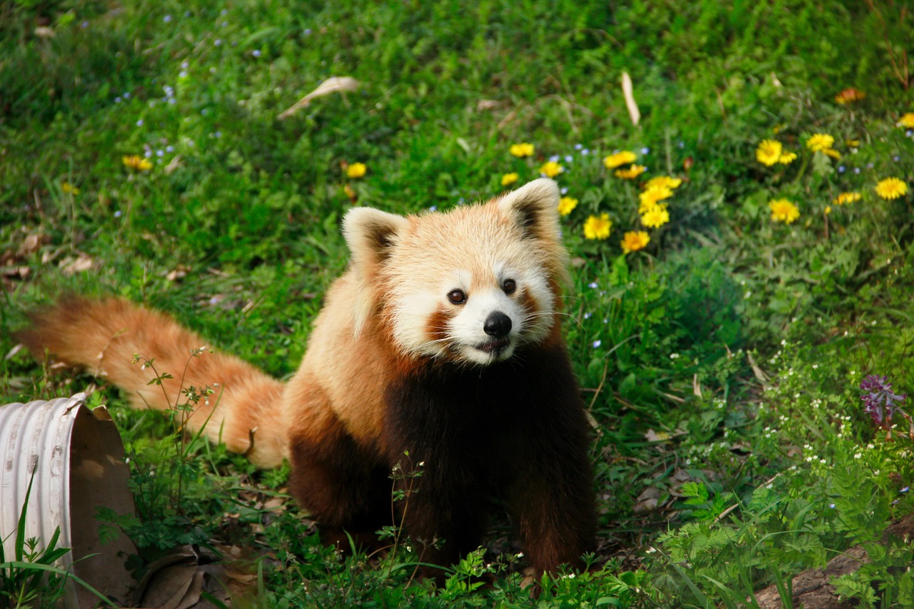 red panda animal moe free photo