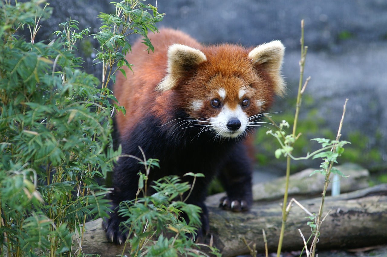 red panda zoo animal free photo