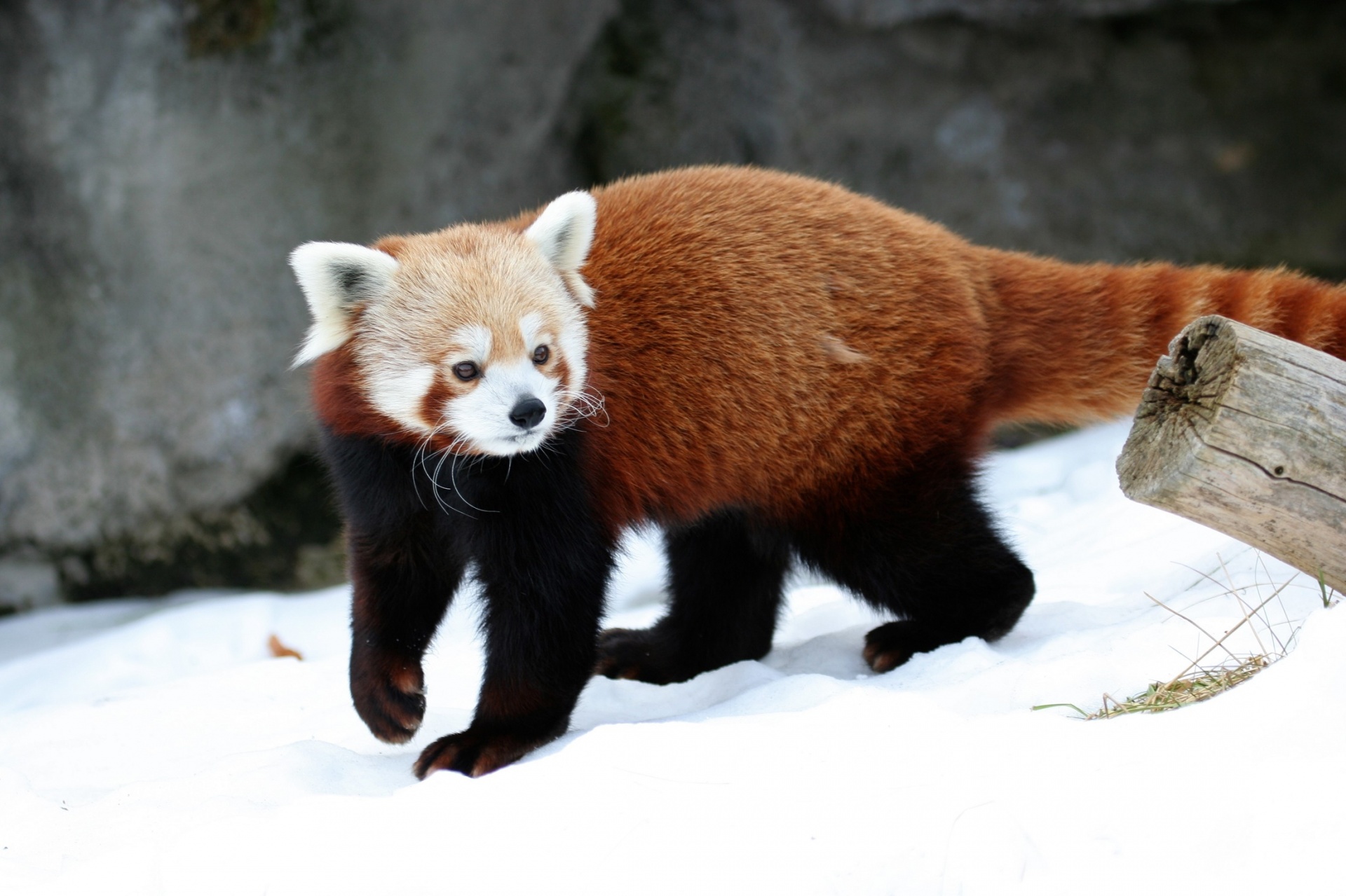 red panda walking cute free photo