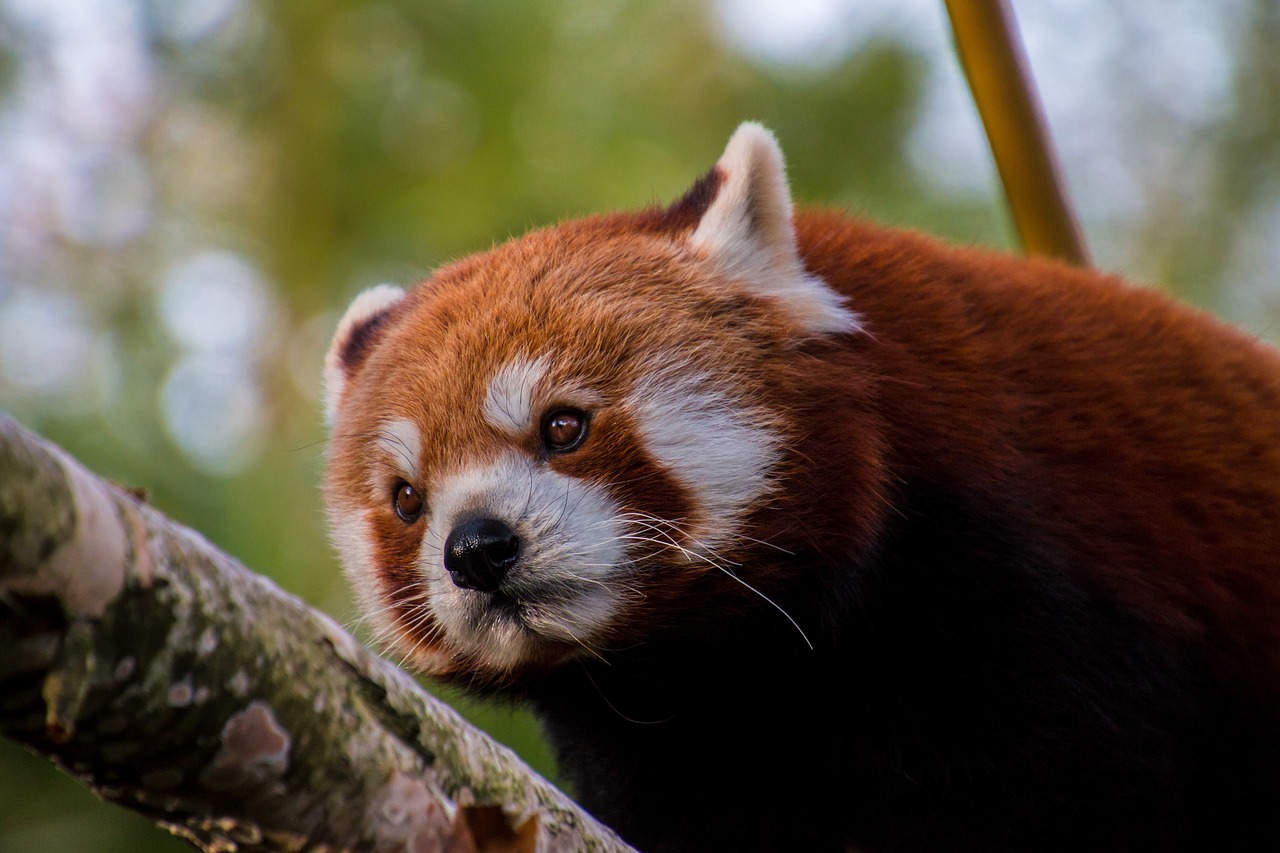 red panda panda sweet free photo