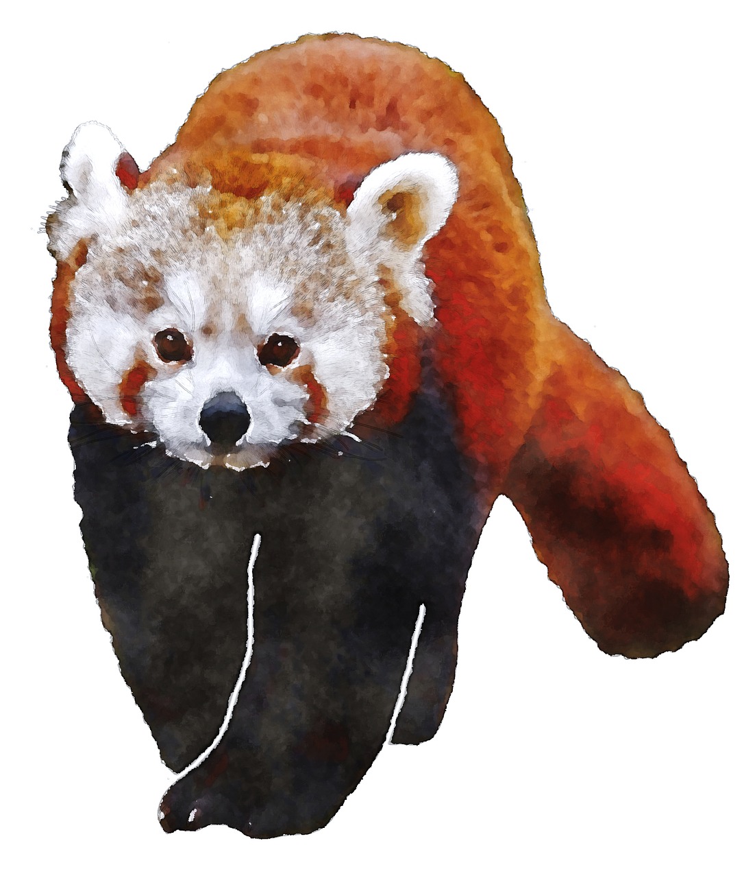 red panda watercolor animal free photo