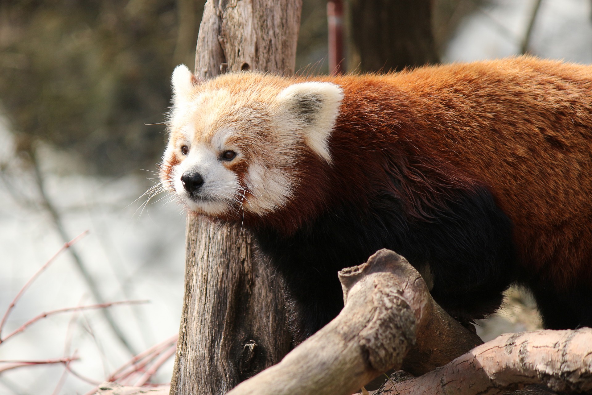 panda red panda cat-bear free photo