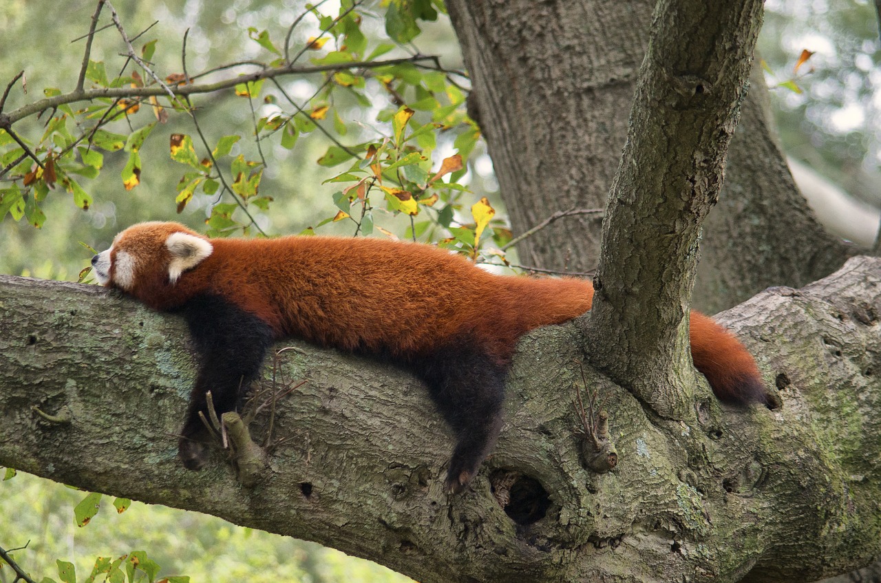 red panda zoo red free photo