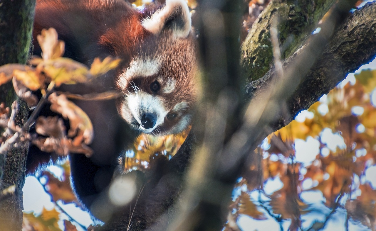 red panda cute climbs free photo