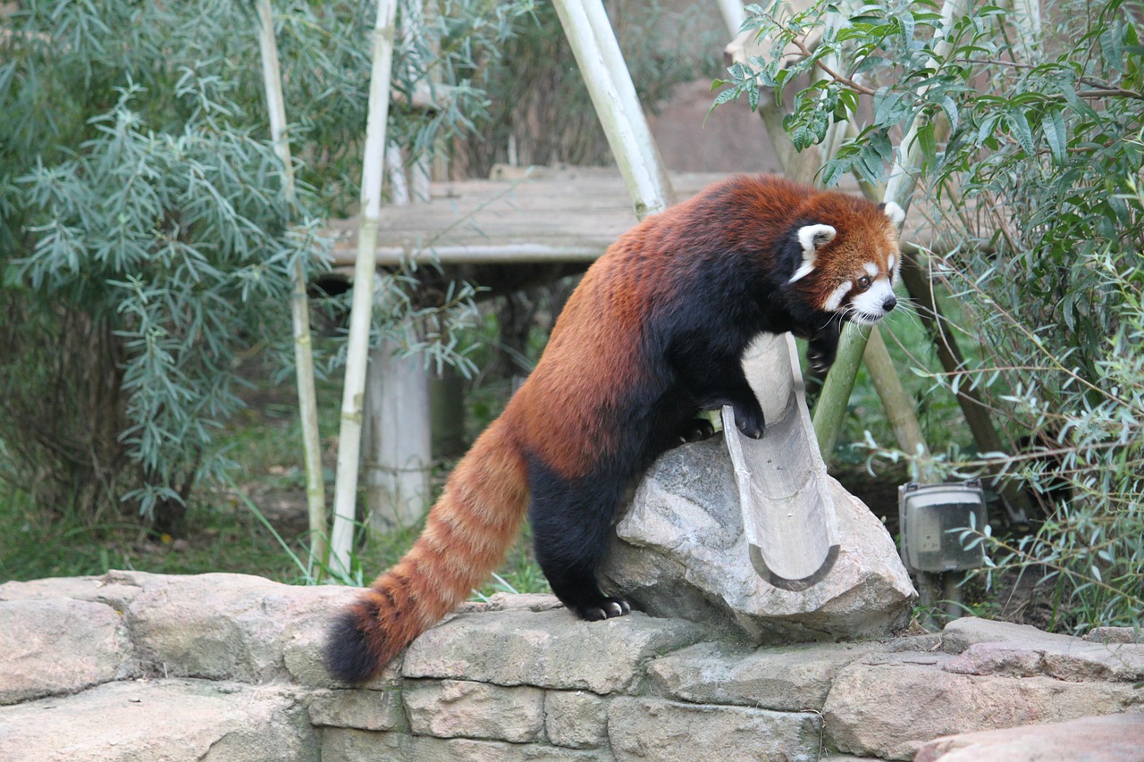 red panda panda bear free photo