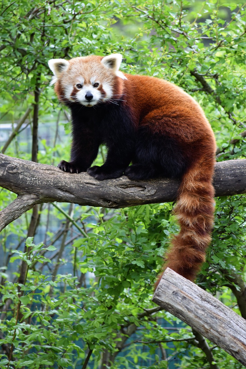 red panda cute rare free photo