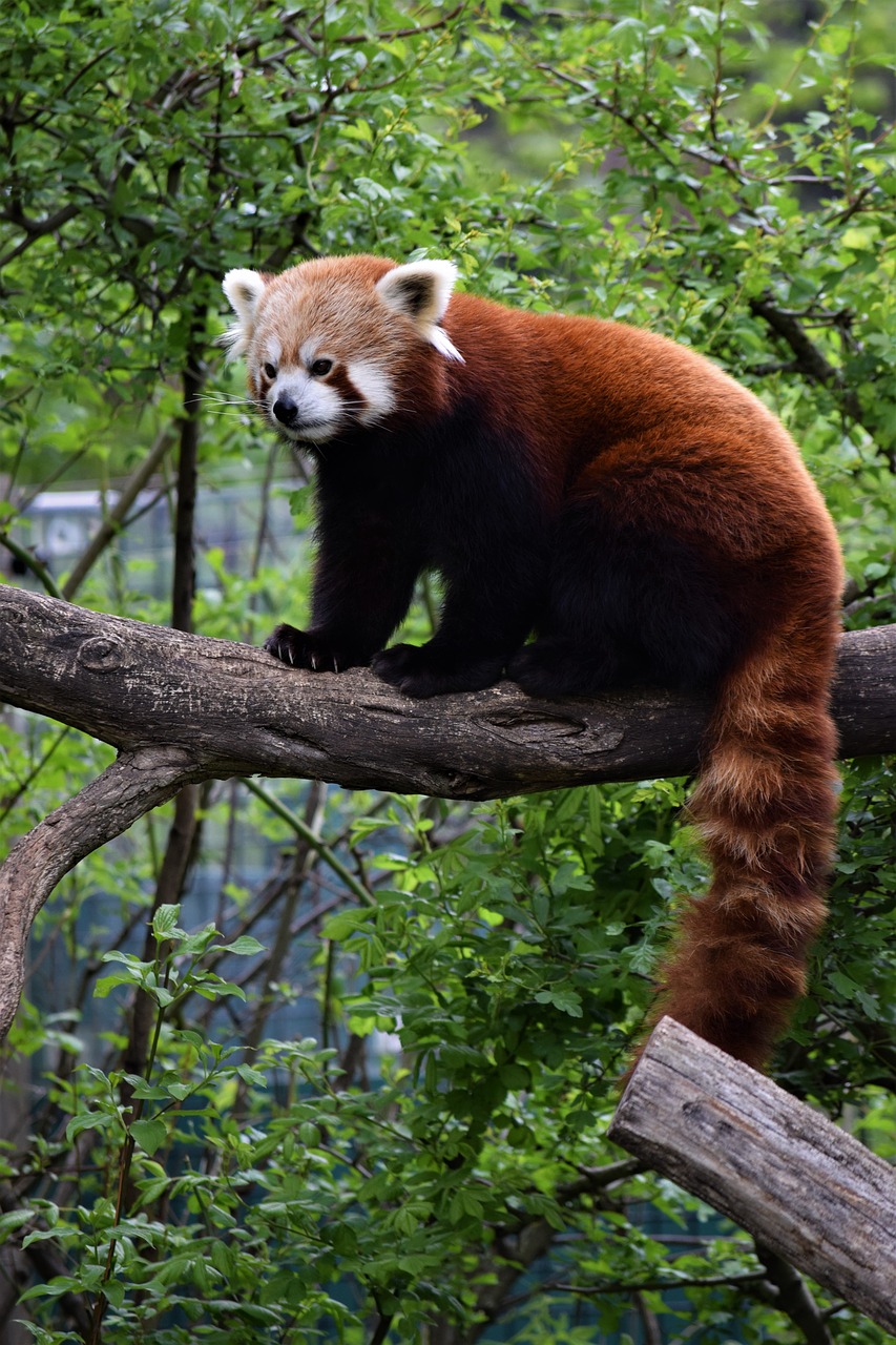 red panda vienna zoo free photo