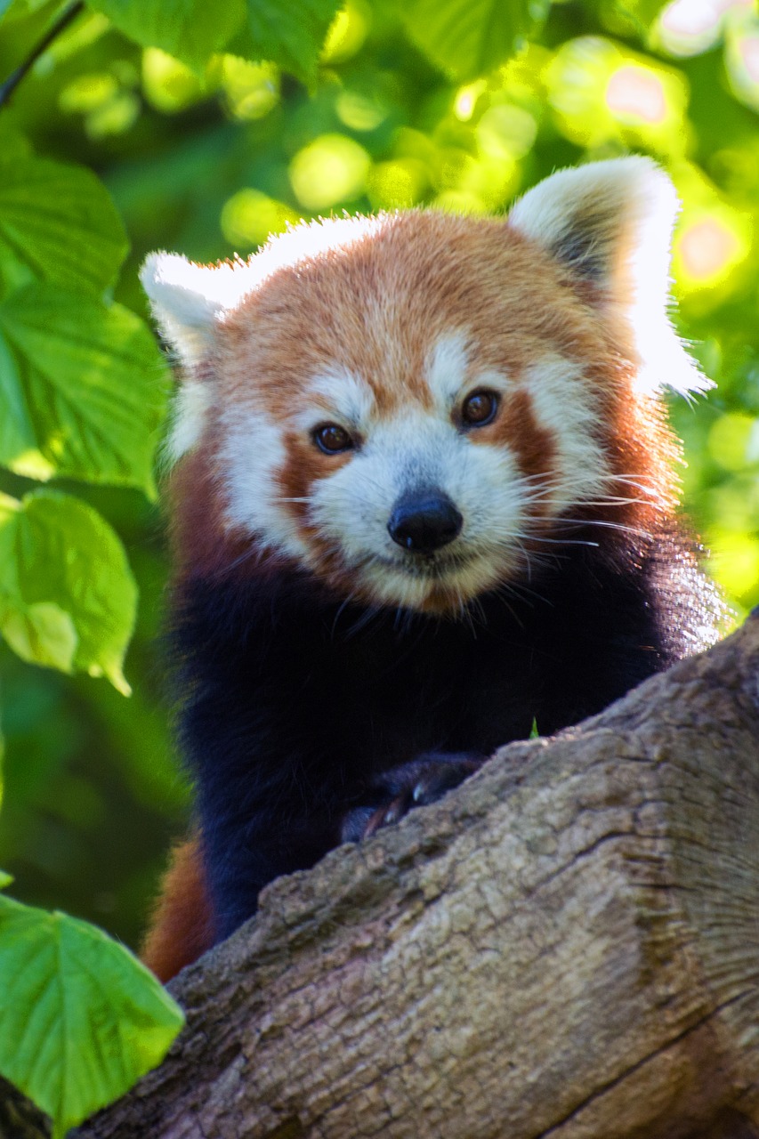 red panda panda bear free photo