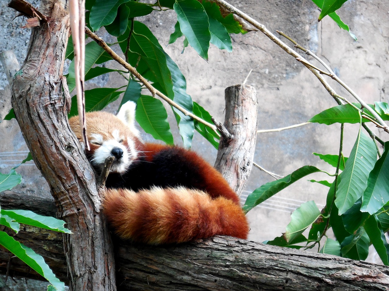 red panda cute red panda cute free photo