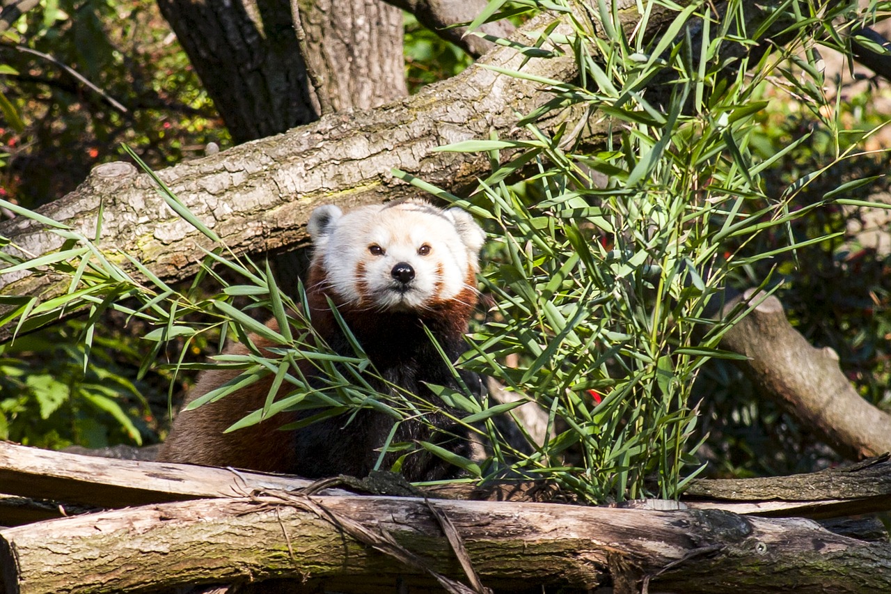 red panda zoo prague free photo