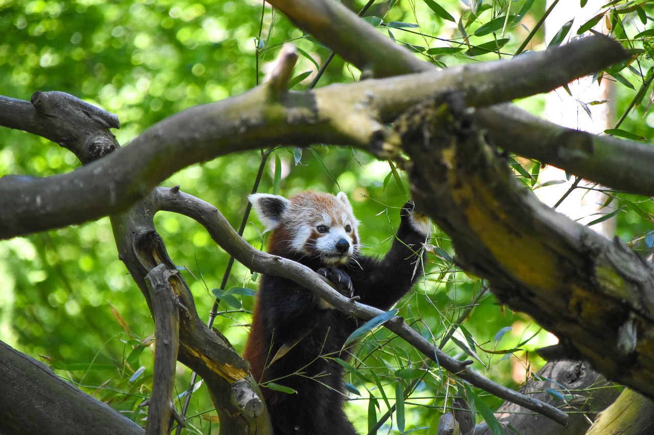 red panda nature zoo free photo