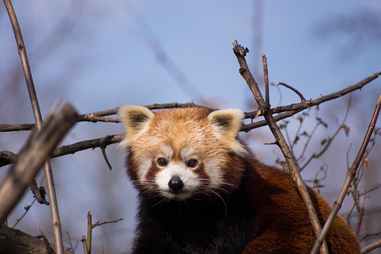 red panda panda animals free photo